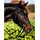 Covalliero Trensenzaum Standard Leder Full Schwarz