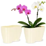 Kadax Orchideen 23,5 x 12 cm Creme