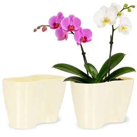 Kadax Orchideen 23,5 x 12 cm Creme