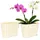 Kadax Orchideen 23,5 x 12 cm Creme