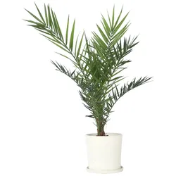 Plant in a Box Kanarische Dattelpalme - Phoenix Canariensis Höhe 80-100cm
