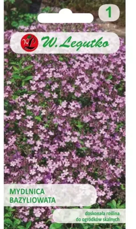 Alpen-Vergissmeinnicht – rosa