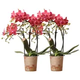 Kolibri Orchids | COMBI DEAL von 2 roten Phalaenopsis Orchideen - Kongo - Topfgröße Ø9cm blühende Zimmerpflanze - frisch vom Züchter