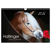 Calvendo Haflinger-Pferde in Reinzucht (Wandkalender 2026 DIN A4 quer),