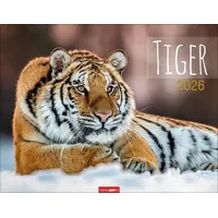 Weingarten Tiger Kalender 2026 / Weingarten / Kalender