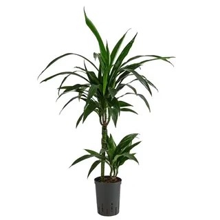 Dehner Drachenbaum - Dracaena 'Janet Lind', Hydrokultur, Dunkelgrün