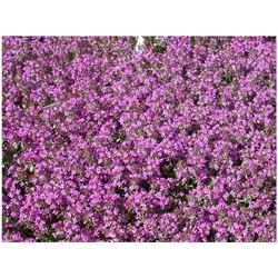 Thymus serpyllum, Sand-Thymian, aromatisch, ca. 9x9 cm Topf