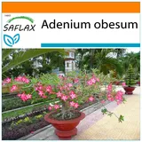 Saflax Garden in the Bag - Bonsai - Wüstenrose - 8 Samen - Mit Anzuchtsubstrat im praktischen, selbst aufstellenden Beutel