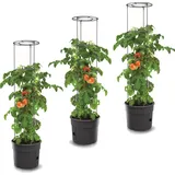 Botle Tomatenpflanze 12 l Ø 30 x 30 cm Schwarz Komplettset