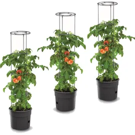 Botle Tomatenpflanze 12 l Ø 30 x 30 cm Schwarz Komplettset
