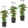 Botle Tomatenpflanze 12 l Ø 30 x 30 cm Schwarz Komplettset