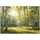 WallArena Fototapete Wald Wohnzimmer 250x175