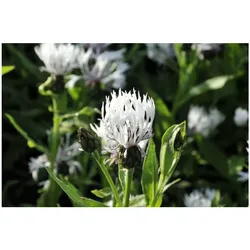Centaurea montana 'Alba', Berg-Flockenblume, weiß, ca. 9x9 cm Topf