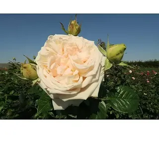 Edelrose  (Rosa 'Madame Anisette' -R-)