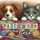 epubli Patchwork Tiere Hunde und Ktzen Malbuch für Erwachsene