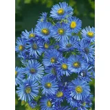 PlantaPro Garten-Raublatt-Aster 'Barr ́s Blue' Aster novae-angliae 'Barr's Blue' P 1