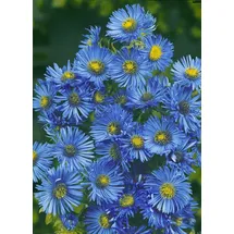 PlantaPro Garten-Raublatt-Aster 'Barr ́s Blue' Aster novae-angliae 'Barr's Blue' P 1