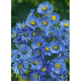 PlantaPro Garten-Raublatt-Aster 'Barr ́s Blue' Aster novae-angliae 'Barr's Blue' P 1