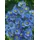 PlantaPro Garten-Raublatt-Aster 'Barr ́s Blue' Aster novae-angliae 'Barr's Blue' P 1