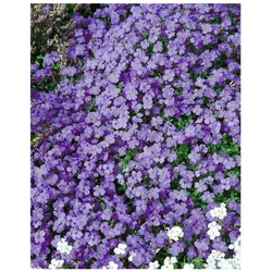 Aubrieta x cultorum 'Tauricola', Blaukissen, violett, ca. 9x9 cm Topf