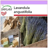 Saflax - Echter Lavendel - Lavandula angustifolia