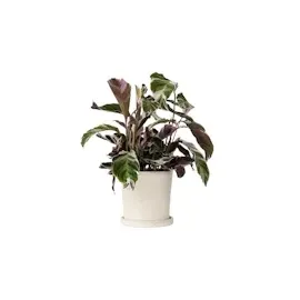 Plant in a Box - Calathea Fusion' - Höhe 30-40cm