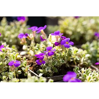 Pflanzen für Dich Staude Aubrieta cult. Silberrand, 1 St., Blaukissen lila