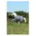 Bucas Smartex Rain 0g - Iron Gate