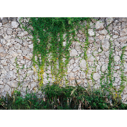 living walls Fototapete Natursteinmauer Vlies, glatt, (1 St), 350 x 255 cm bunt