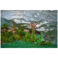 Pflanzen Für Dich Sempervivum montanum, Hauswurz, ca. 9x9 cm