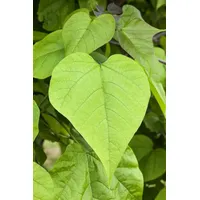 PlantaPro Catalpa bignonioides 60-80 cm - Trompetenbaum, große herzförmige