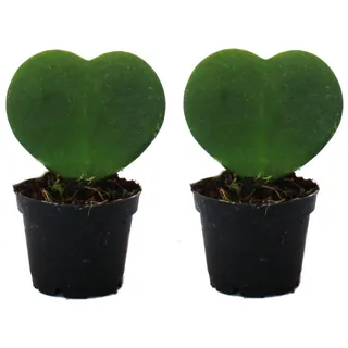 EXOTENHERZ Set mit 2 Pflanzen Hoya kerii Herzblatt-Pflanze, Herzpflanze oder Kleiner Liebling im 6cm Topf