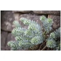 Pflanzen Für Dich Euphorbia myrsinites p 0,5