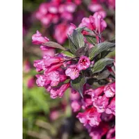 Pflanzen Für Dich Weigela florida 'Victoria', Weigelie, rotblühend, 40–60