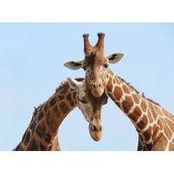 Fototapete PAPERMOON "Verliebte Giraffen", bunt, B:3,5m L:2,6m, Vlies, Tapeten