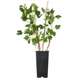 Ribes uva-crispa 'Hinnonmäki rot', Stachelbeere, rot, 30–40 cm