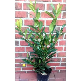 pflanzen-boering 10x Kirschlorbeer Genolia® 60-80 cm - Immergrüne Heckenpflanzen - für - Sichtschutz Pflanzen schnel...