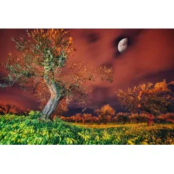Fototapete PAPERMOON "Baum in Landschaft", bunt, B:5,00m L:2,80m, Vlies, Tapeten