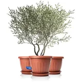BigDean Blumentopf Ø 50 x 38 cm Terracotta