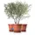 BigDean Blumentopf Ø 50 x 38 cm Terracotta