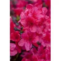 Pflanzen Für Dich Rhododendron obtusum 'Sabina', Azalee, rosa Blüten,