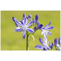 Pflanzen Für Dich Agapanthus 'Jacaranda', Schmucklilie, blau, 2-3 Liter