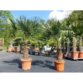 2 Stück im Palmenset Trachycarpus fortunei dicke Stämme 200 cm Hanfpalme, winterharte Palme bis -18°C