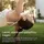 Shokz OpenDots 2 Weiß