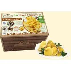 Limonenseitling Bio Home-Pilzzuchtset