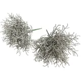 Botanic-Haus Nova-Nature künstlicher Calocephalus (Silberkörbchen) Farbe: grau (2 Stück)