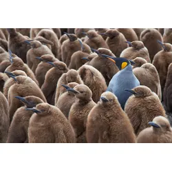 Fototapete PAPERMOON "KÖNIG PINGUIN UND KÃƒÅ’KEN-FALKLAND INSEL TIERE VÖGEL MEER", bunt, B:3,50m L:2,60m, Vlies, Tapeten