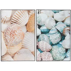Bild MUSCHELN - bunt