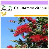 Saflax - Australischer Lampenputzer - 400 Samen - Callistemon citrinus