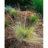 Pflanzen Für Dich Muhlenbergia capillaris, rosa Blüten, ca. 9x9